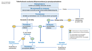 Toimintakaavio Raskaana olevien tuberkuloosin seulonta 13.1.2026